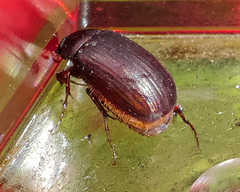 Serica fimbriata