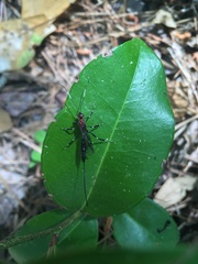 Xoridinae