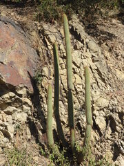 Cleistocactus parviflorus, photograph author not stated, no rights reserved