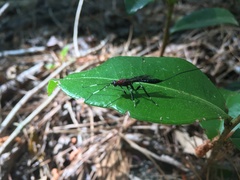 Xoridinae