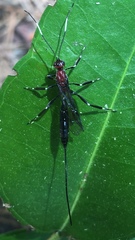 Xoridinae