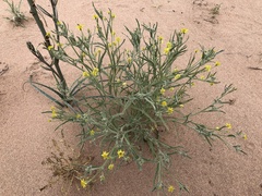 Baileya pauciradiata