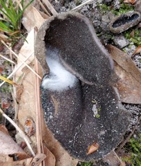 Helvella acetabulum