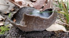 Helvella acetabulum
