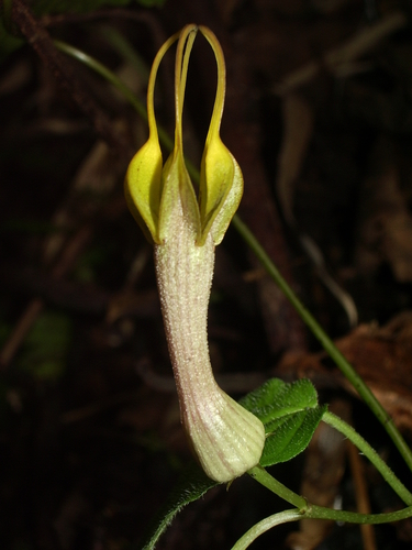 Ceropegia pubescens
