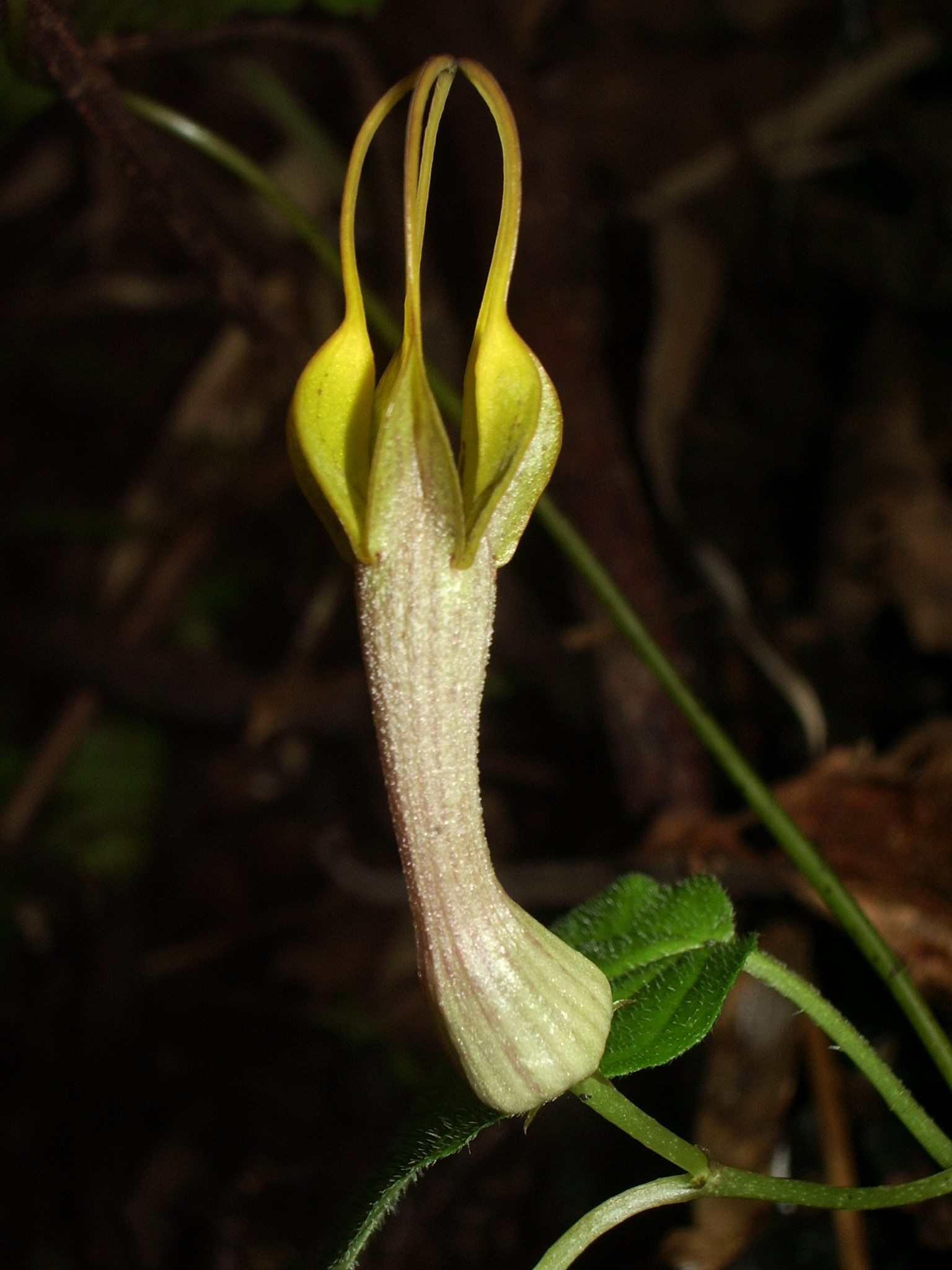 Ceropegia pubescens