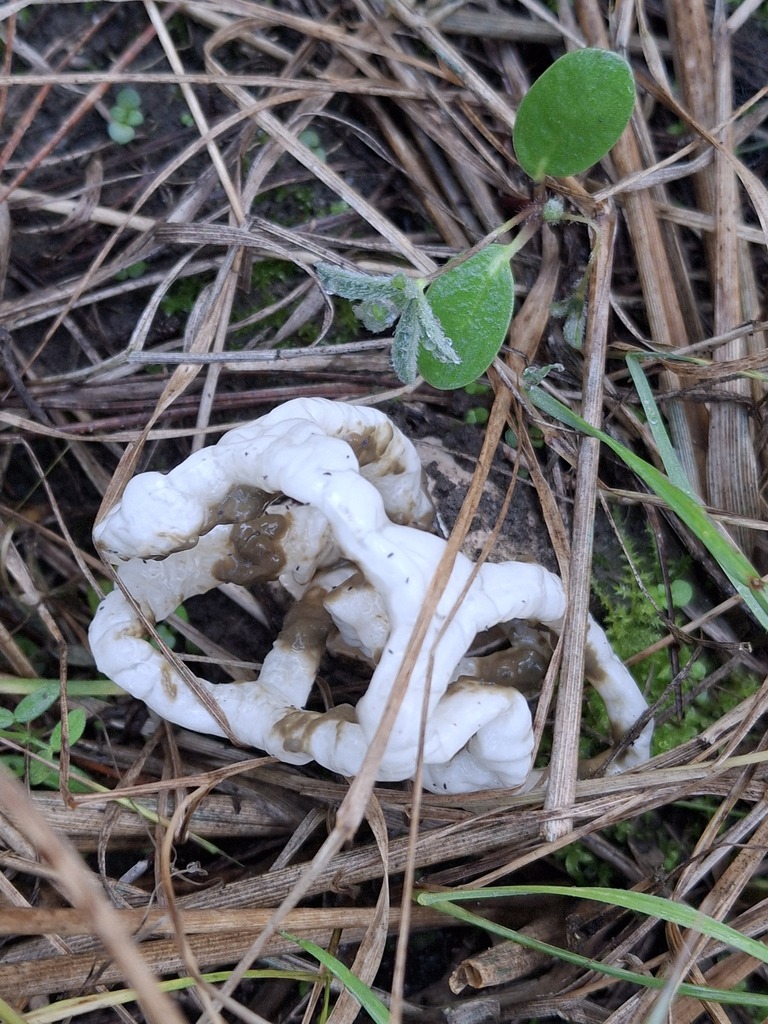 Ileodictyon cibarium · April 2026 · photo: © melwhiting (iNaturalist, cc-by)