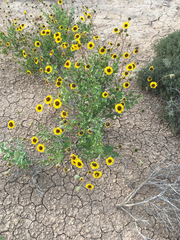 Encelia asperifolia
