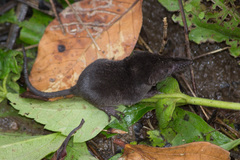 Nicobar Shrew photo 1