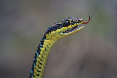 Photo of a Tiwar's Bronzeback (Dendrelaphis humayuni)