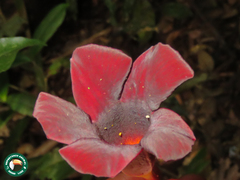 Allamanda polyantha