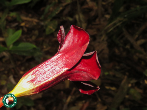 Foto de Alamanda