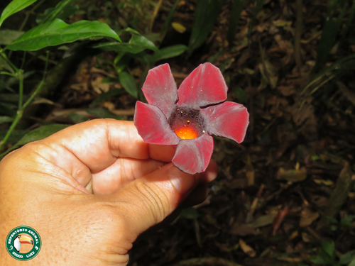 Foto de Alamanda