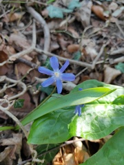 Scilla forbesii
