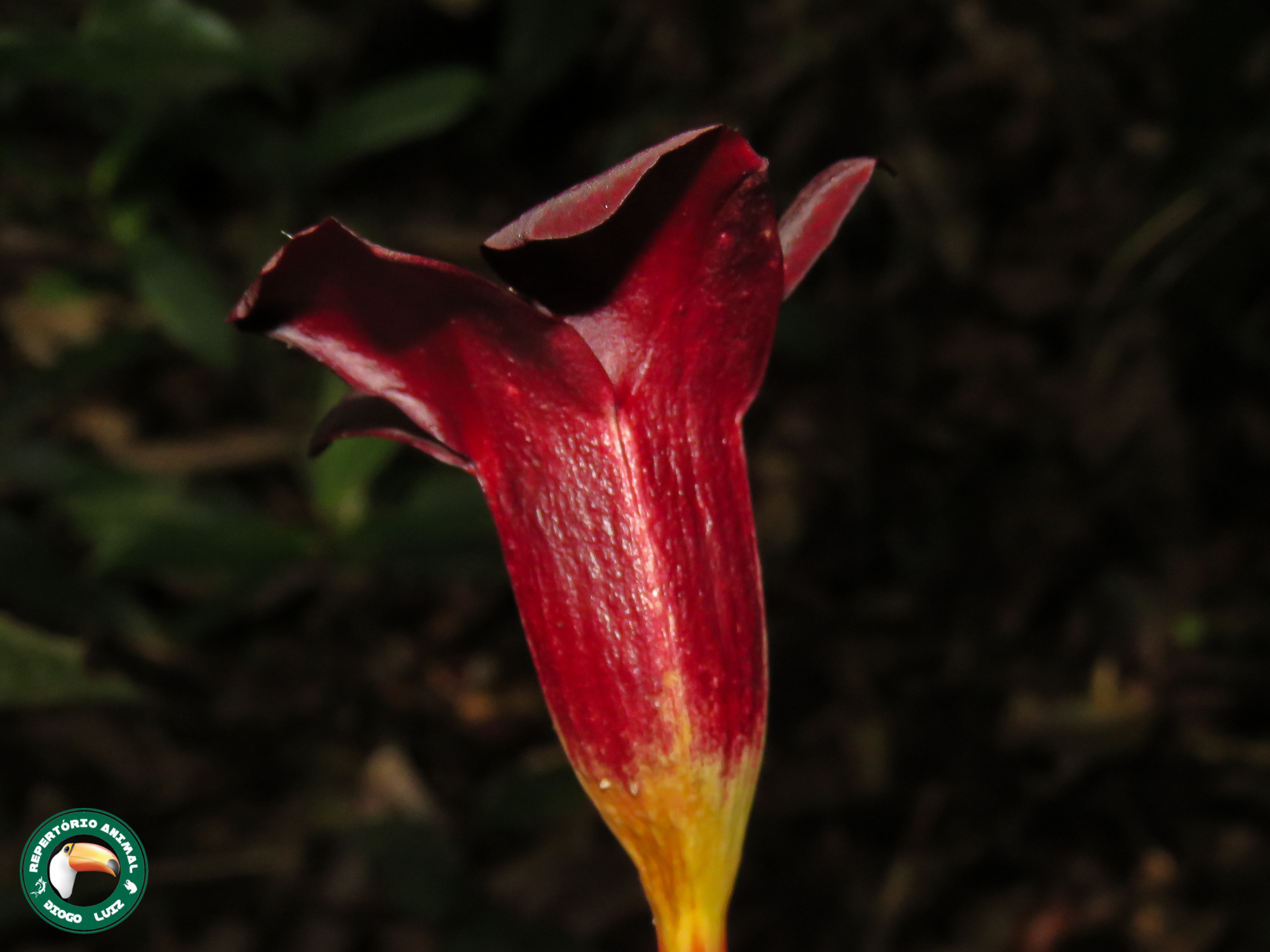 Imagem de Alamanda