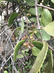 Muellerina celastroides