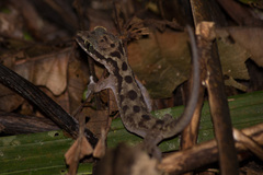Alder's Bow-Fingered Gecko photo 3