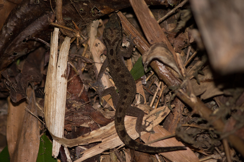 Alder's Bow-Fingered Gecko