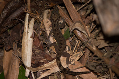 Alder's Bow-Fingered Gecko photo 1