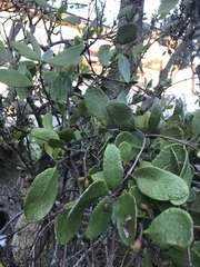Muellerina celastroides