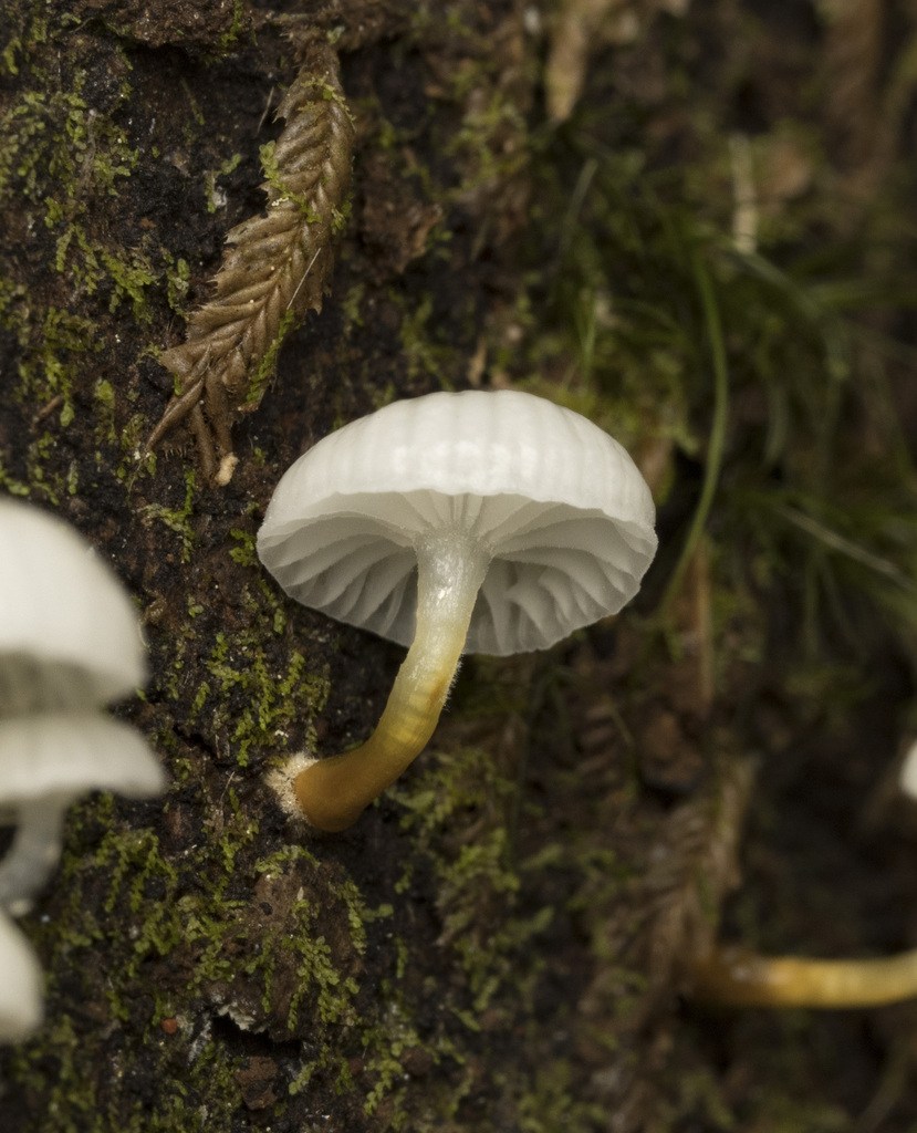 Mycena subulifera · April 2026 · photo: © sur_endemico (iNaturalist, cc-by-nc)
