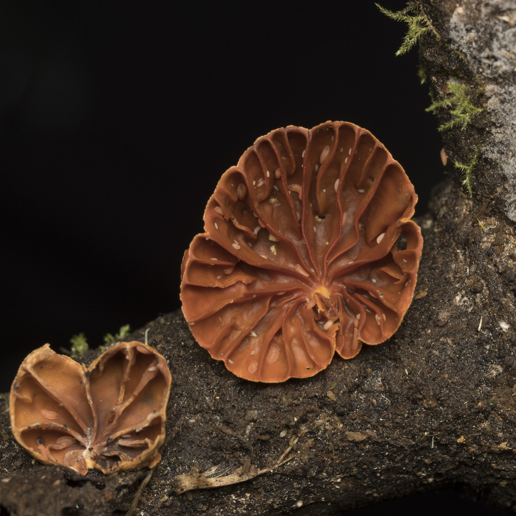 Anthracophyllum discolor · April 2026 · photo: © sur_endemico (iNaturalist, cc-by-nc)