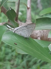 Leptomyrina hirundo