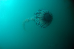 Chrysaora colorata
