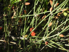author not stated, no rights reserved Ephedra americana, photograph author not stated, no rights reserved