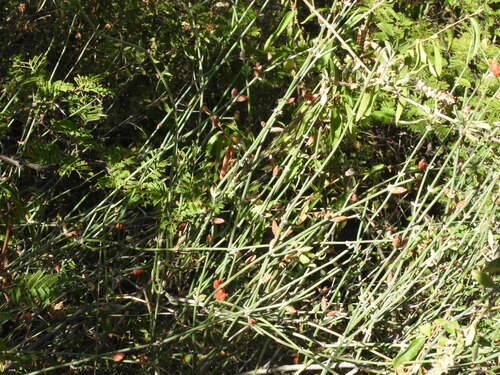 Ephedra americana, photograph 3