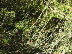 author not stated, no rights reserved Ephedra americana, photograph author not stated, no rights reserved