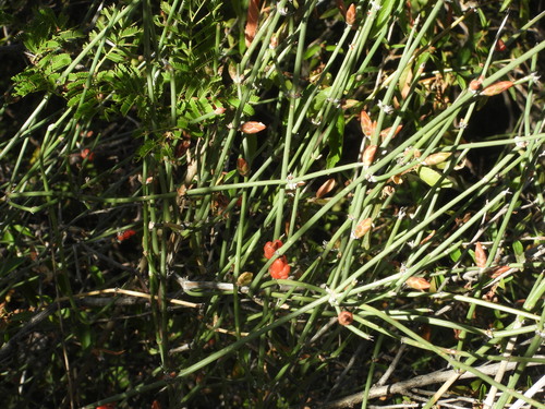 Ephedra americana, photograph 6