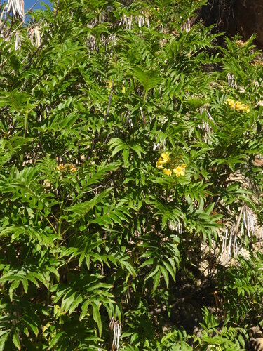Ephedra americana, photograph 5