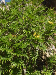 author not stated, no rights reserved Ephedra americana, photograph author not stated, no rights reserved