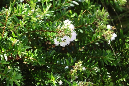Veronica diosmifolia observed 2026-04-26