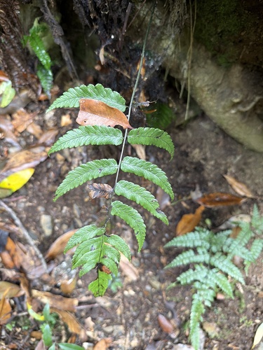 Diplazium mettenianum observed 2026-05-01