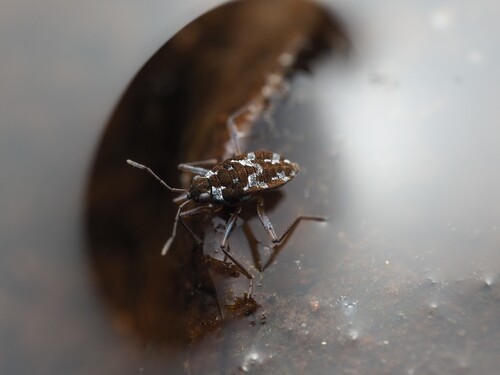 Microvelia americana photo 3