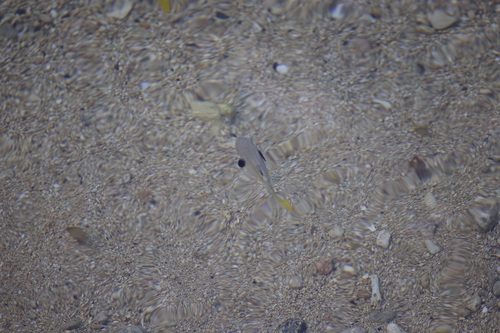 Ellochelon vaigiensis