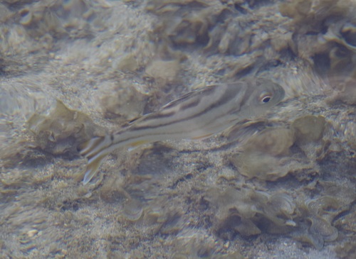 Terapon jarbua