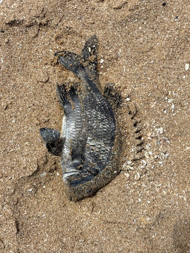 Pikey Bream