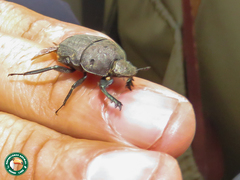 Allogymnopleurus aeneus