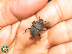 Allogymnopleurus aeneus