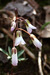 Cardamine diphylla