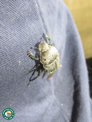 Allogymnopleurus aeneus