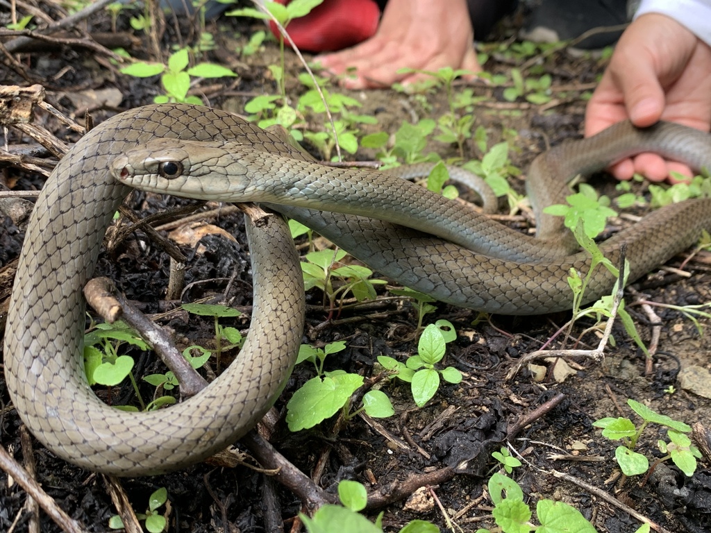 Mastigodryas reticulatus