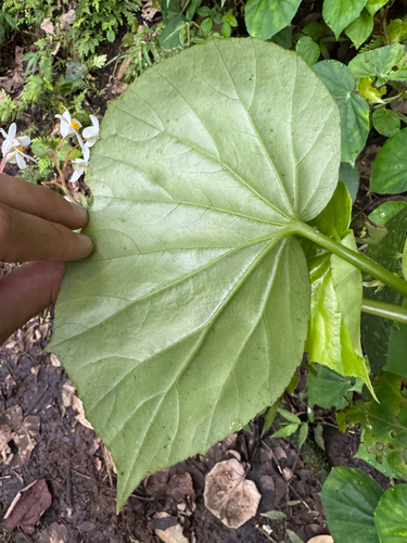 Begonia obliqua, photograph 4