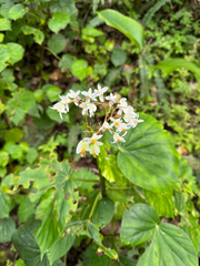 (c) Matteo Bellucci, some rights reserved (CC BY) Begonia obliqua, photograph (c) Matteo Bellucci, some rights reserved (CC BY)
