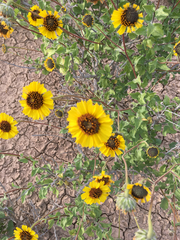 Encelia asperifolia