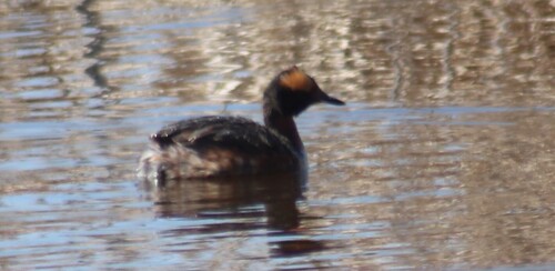 Horned Grebe