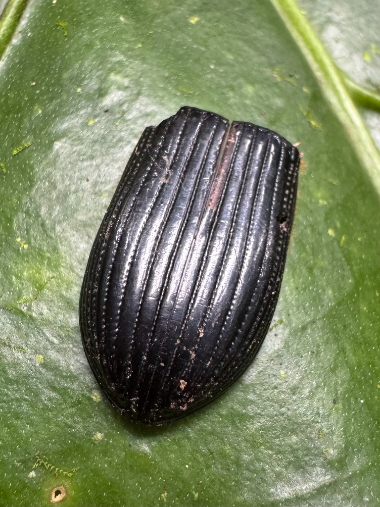 Passalus trinesides
